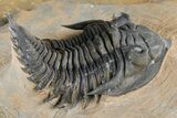 Detailed Metacanthina Trilobite - Lghaft, Morocco #381459-1
